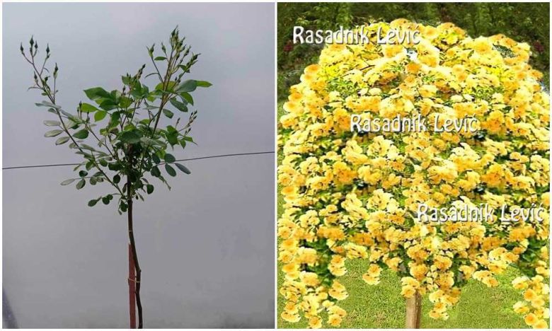 Žuta padajuća & Nadia Mejadekor