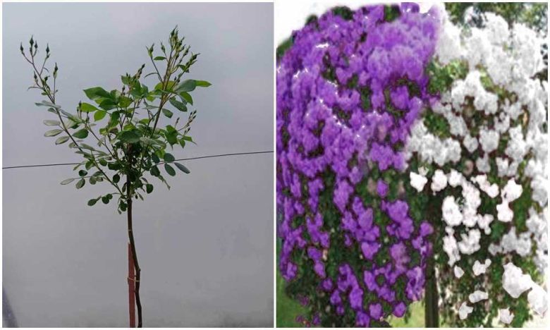 Purple Silueta i Kent