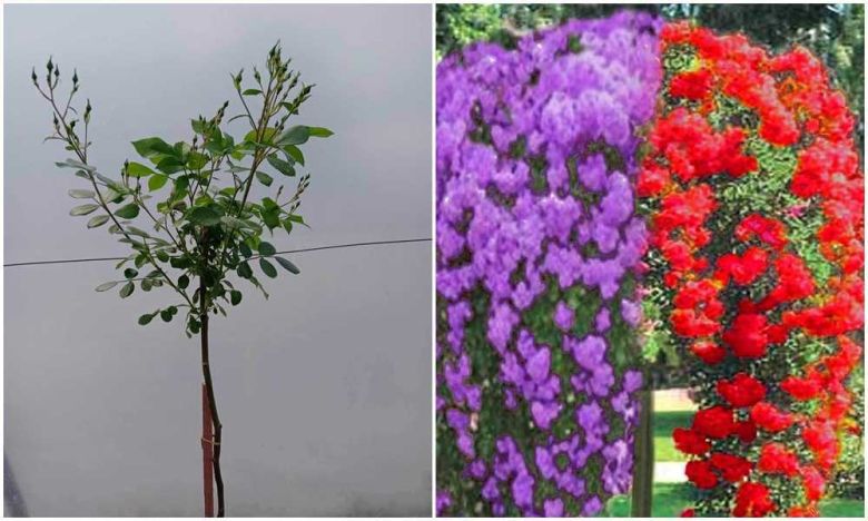 Purple silueta i Skarlet mejadekor