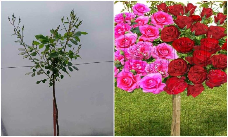 Lecelebrejd i Nina Vejbul