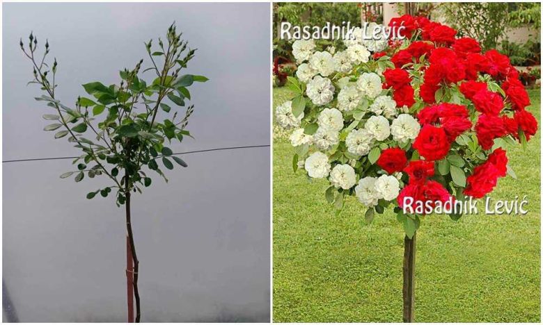 Sačma i Edelvajs dvobojna stablašica