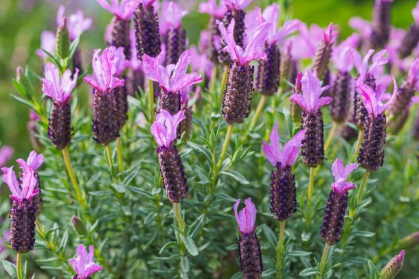 španska lavanda