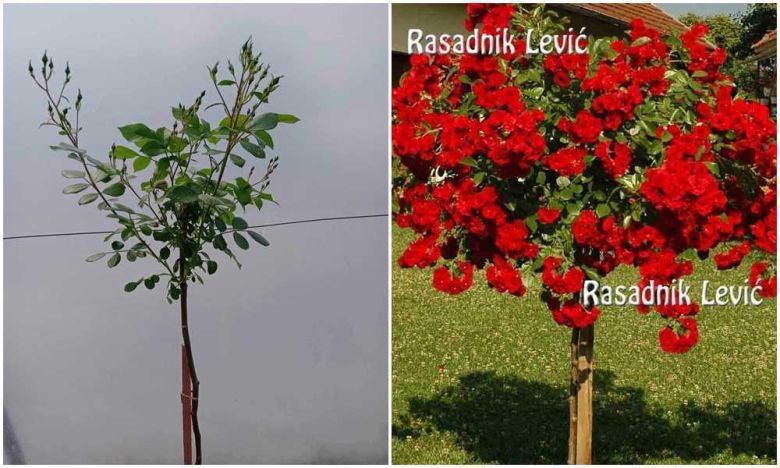 skarlet ruža stablašica