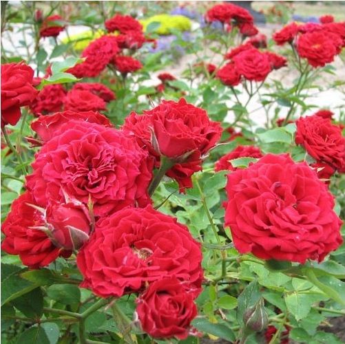 Crvena, mini ruža Danko Pista