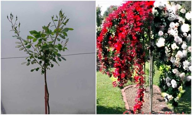 Skarlet Mejadekor i Kent