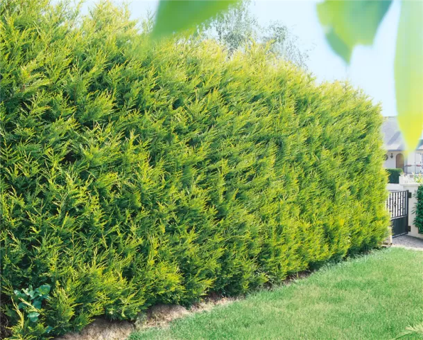 Cupressocyparis leylandii