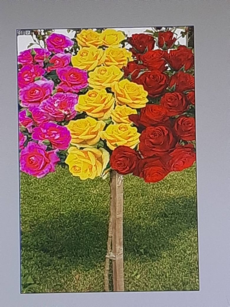 Big purple, Landora i Bakarola