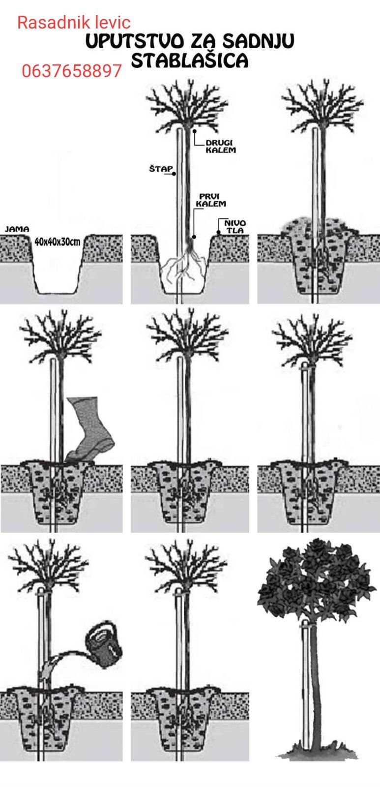 uputstvo za sadnju ruža stablašica