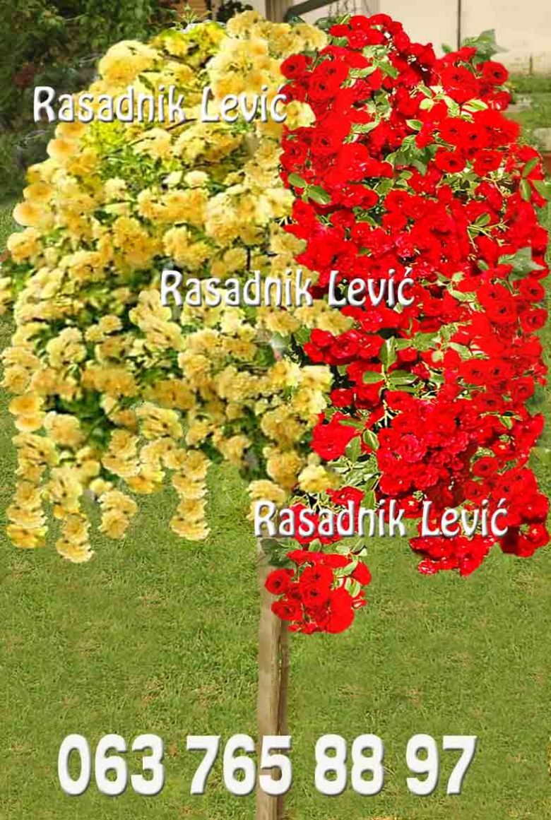 Dvobojna ruža stablašica Nadia × Scarlet Meillandecor