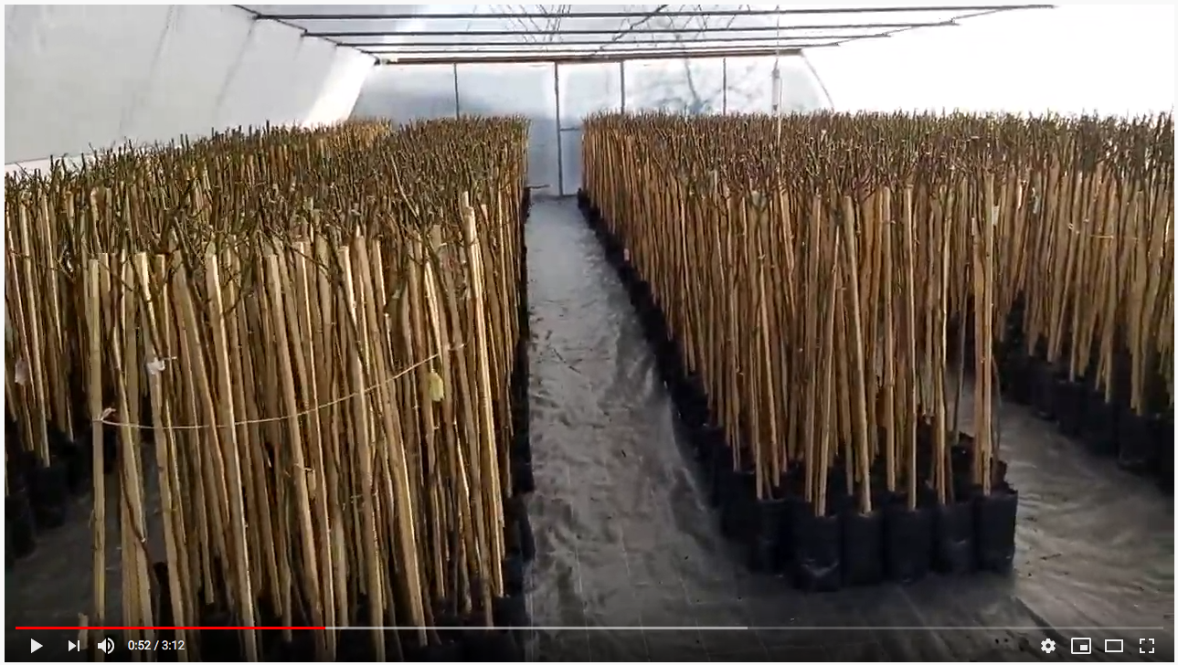 Sadnja ruža stabla&scaron;ica u rasadniku Lević