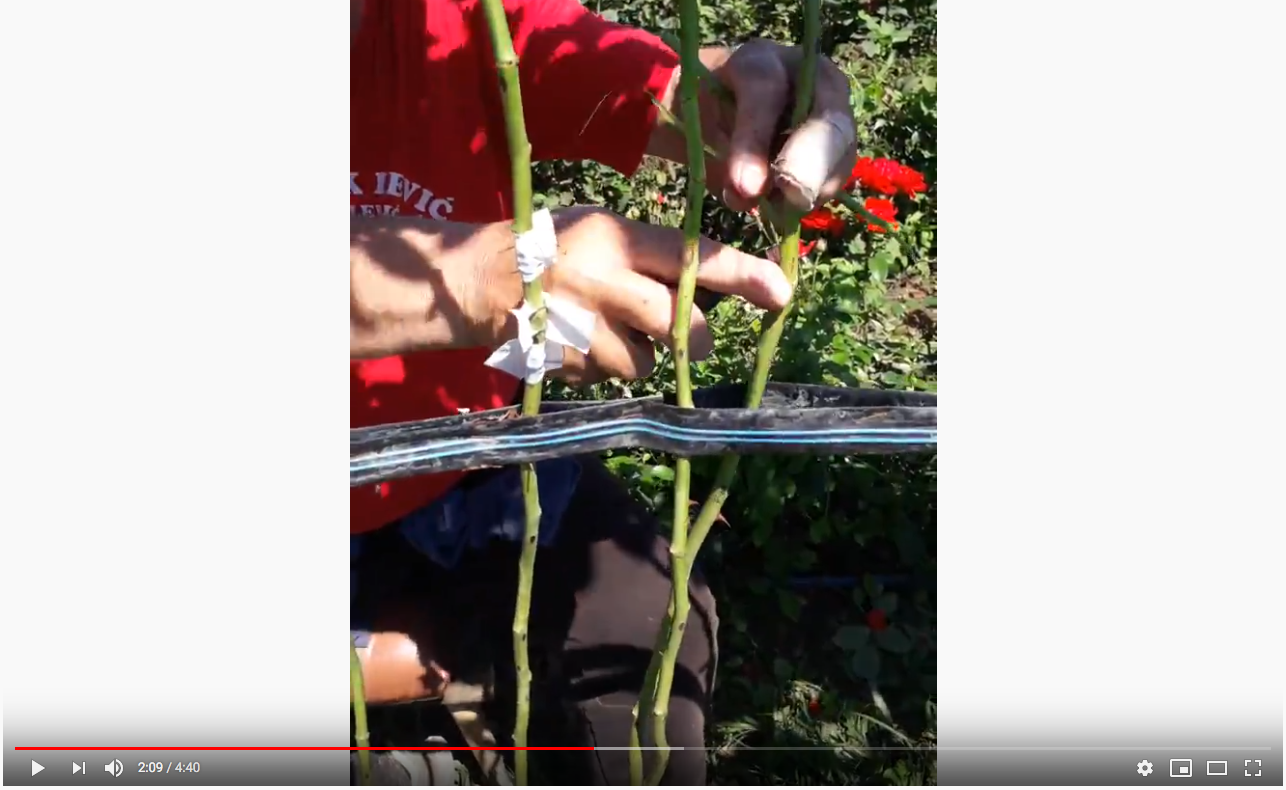 Kalemljenje stabla&scaron;ica u rasadniku Lević