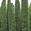 Thuja occidentalis columna
