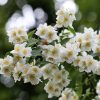 Beli Jasmin Philadelphus