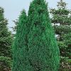 Chamaecyparis lawsoniana ‘Columnaris’