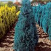 Chamaecyparis lawsoniana Ellwoodii Blue surprise