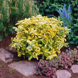 Euonymus gold