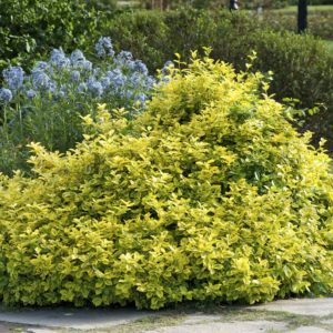Euonymus zeleno žuti
