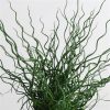 Juncus twister