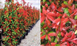 Photinia serrulata Red Robin - Fotinija
