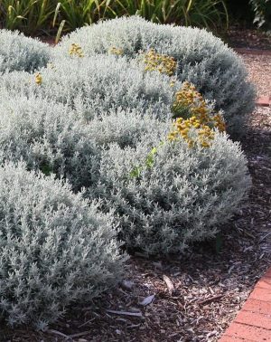 satolina