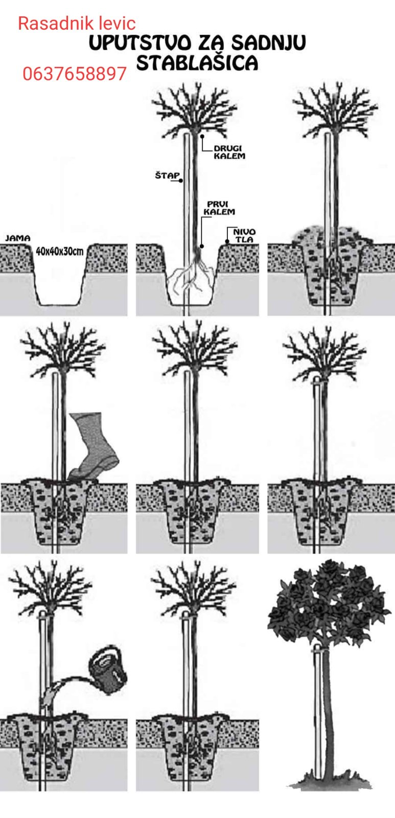 uputstvo za sadnju ruža stablašica