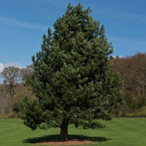 Crni bor (Pinus Nigra)