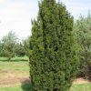 Stubasta Tisa (Taxus baccata)