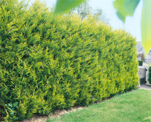 Cupressocyparis leylandii