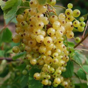 sadnica bele ribizle