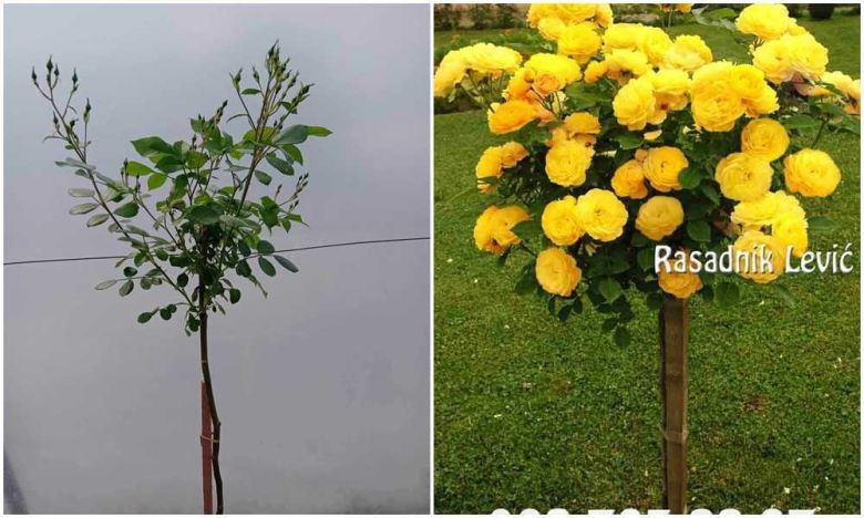 Rura stablašica Frizija