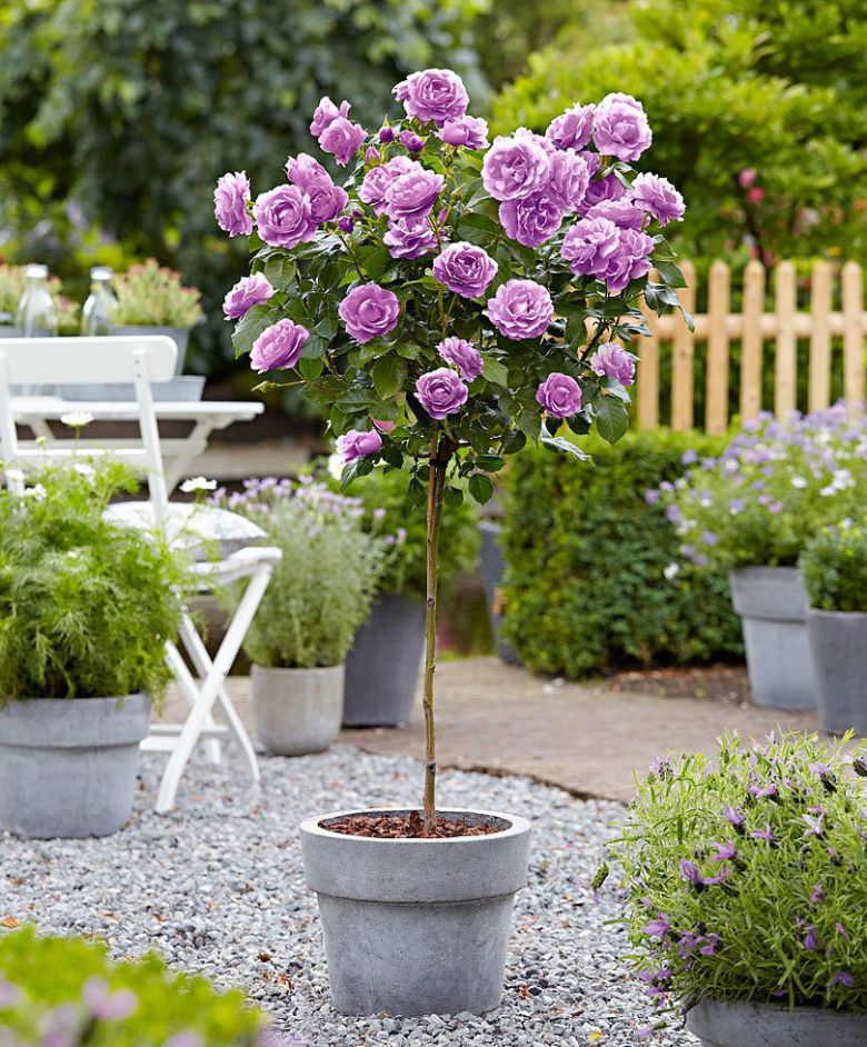 Ruža stablašica Mean