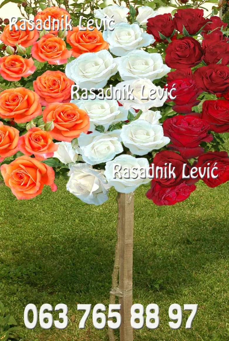 Monika Akito Grand gala ruža stablašica