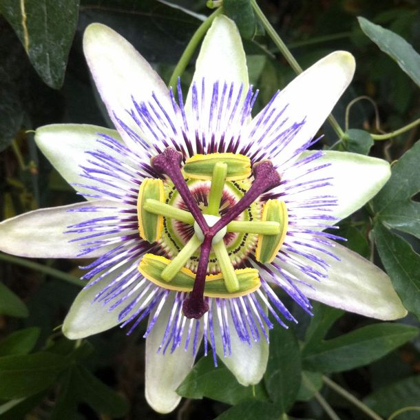 Klematis Caerulea sa velikim svetloplavim cvetovima na pergoli