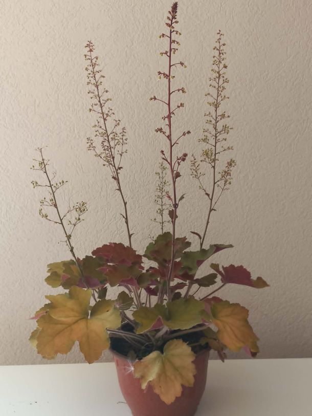 Heuchera Cherry Cola sa dekorativnim crveno-bakarnim listovima