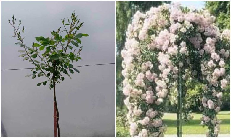 Kent padajuća ruža stablašica