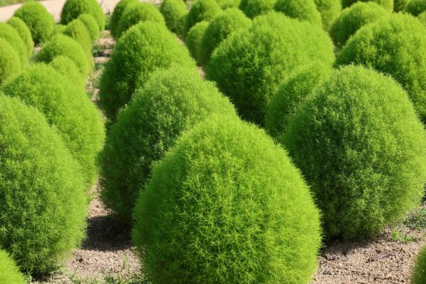 Hilandarski ruzmarin