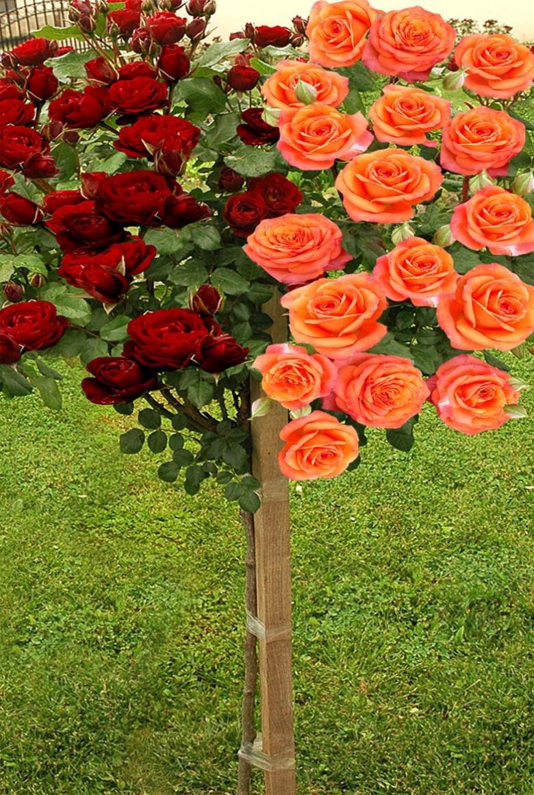 Nina Vejbul i oranž Juvel