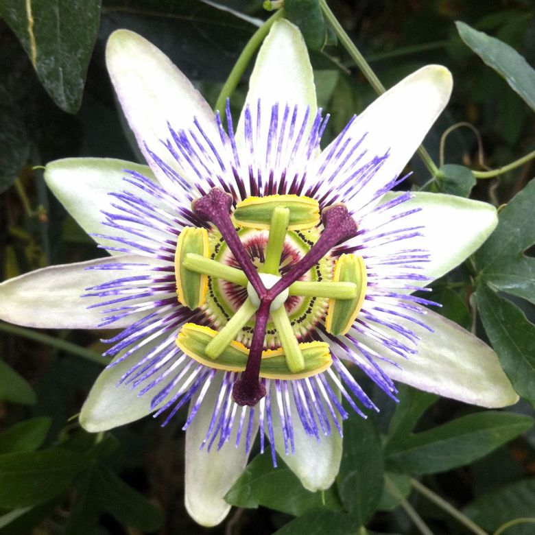 Klematis Caerulea sa velikim svetloplavim cvetovima na pergoli