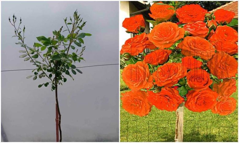 Narandžasta stablašica Oranz Juvel