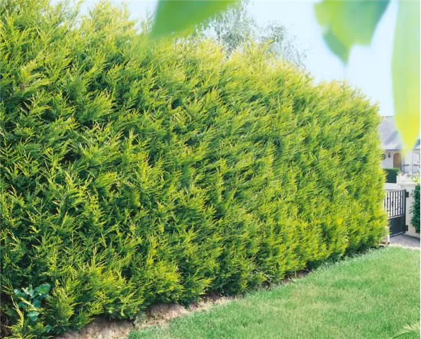 Cupressocyparis leylandii