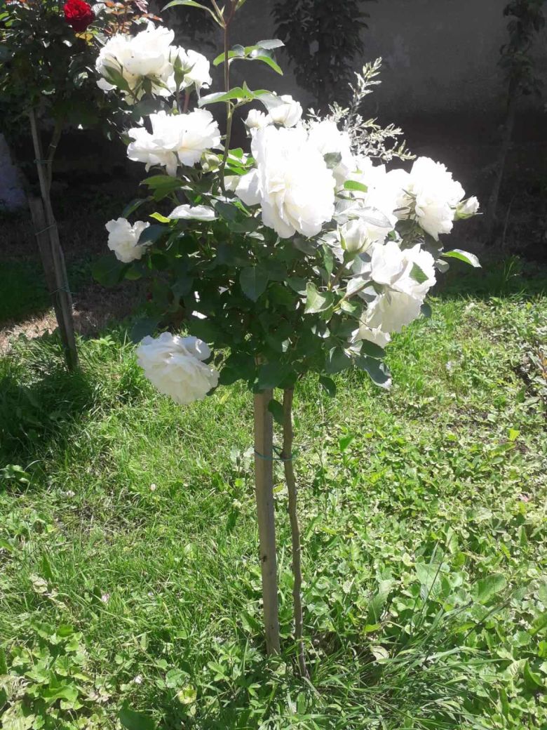 Akito ruža stablašica