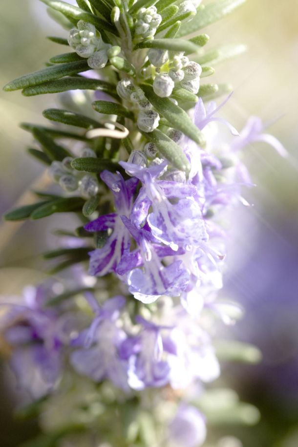 Hilandarski ruzmarin