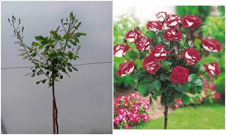 Ruža stablašica Osirija