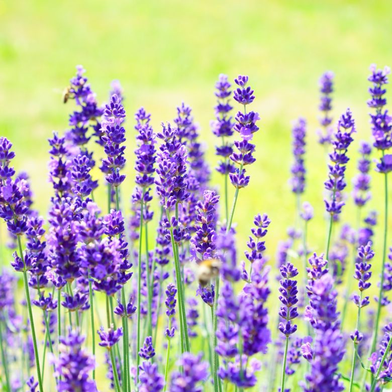 lavanda