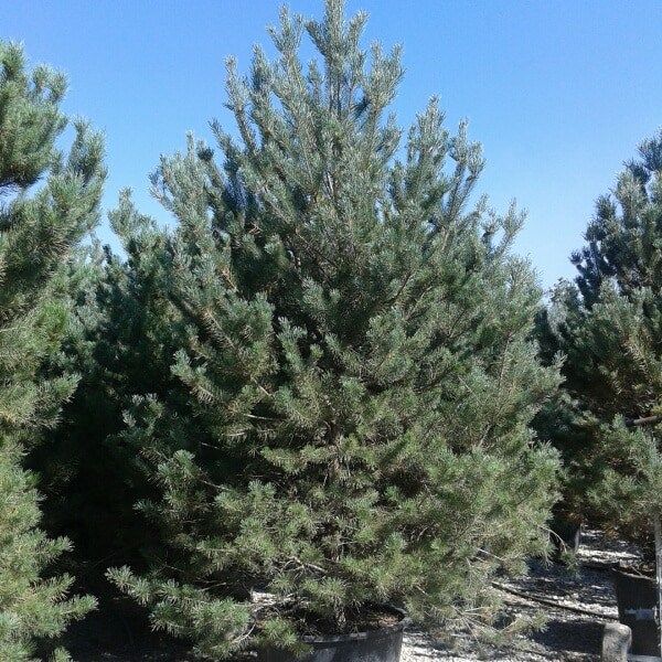 Beli bor &ndash; pinus sylvestris