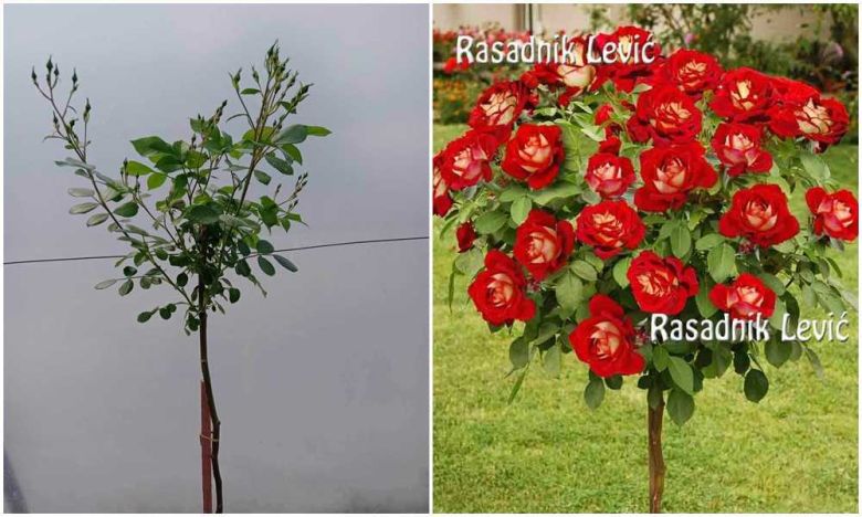 Nju Fešen (New Fashion)