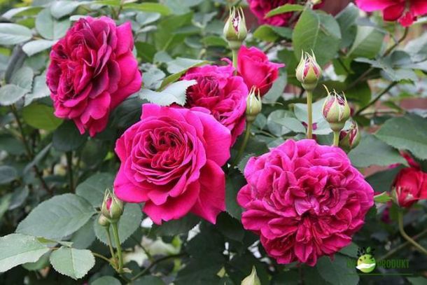 Mini ljubičasta Flirt