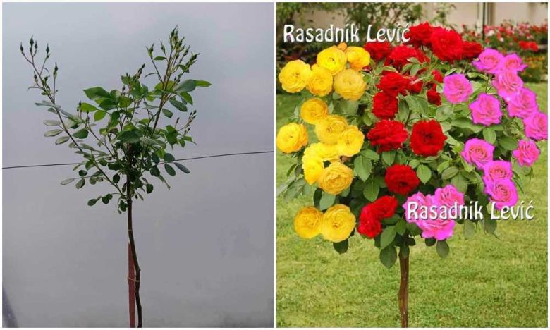 Ruža stabljašica Mean – Sačma – Frizija