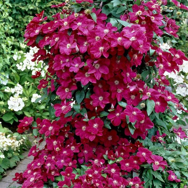 Klematis Ernest Markham sa velikim magenta-crvenim cvetovima koji prekrivaju pergolu
