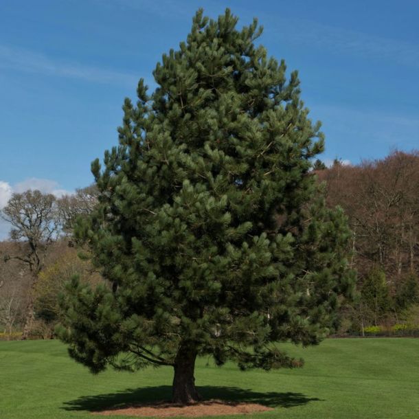 Crni bor (Pinus Nigra)